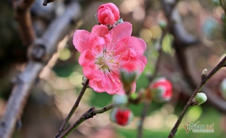 Nỗi đau phía sau chuyện cô gái không dám về quê đón Tết cùng cha