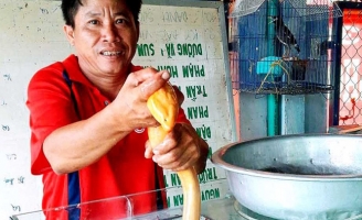 Nông dân bắt được con lươn vàng óng được trả 10 triệu vẫn không bán