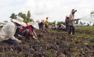 Nông dân miền Tây lại điêu đứng vì khoai lang rớt giá