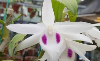 Ôm 'mộng làm giàu', vay nặng lãi gần 10 tỷ đồng mua phải lan đột biến giả