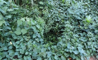 Phẫn nộ lời khai người phụ nữ vứt bỏ con mới đẻ dưới hố ga