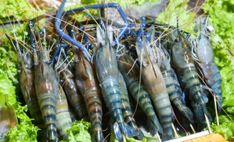 Phát triển diện tích nuôi tôm càng xanh