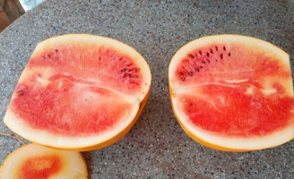 Quả dưa hấu chưng 47 ngày vẫn không hỏng ở Vĩnh Long