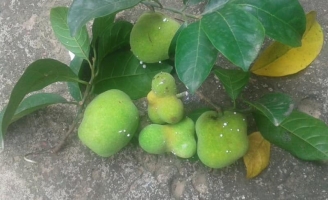 Quả lạ trên rừng chín rộ đổ về Hà Nội, mua cả rổ về ăn