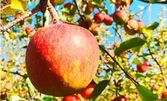 Quả táo cùng tên: Hàng Nhật 1,5 triệu/kg, đồ Tàu đổ đống rẻ như rau