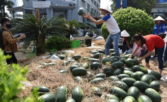 Quảng Nam gửi thư kêu gọi giải cứu cả nghìn tấn dưa hấu