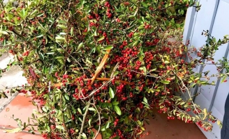 Rộ 'cơn sốt' cắm cherry rừng giá 150.000 đồng được 5 cành lá và quả sai trĩu