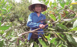 Rừng keo liên tục bị chặt phá, chính quyền loay hoay tìm thủ phạm