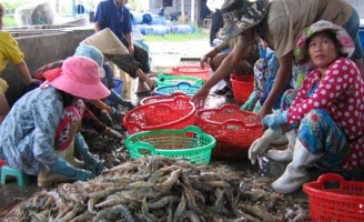 Sản lượng tôm tăng, giá cả ổn định