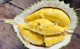 Sầu riêng Musang King trồng ở miền Tây, giá rẻ chưa từng có