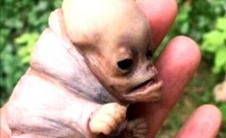 Sinh vật lạ giống người ở Kon Tum chỉ là 'chuyện bịa đặt'