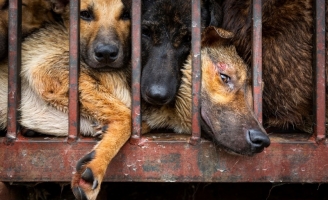 SỐC: Tại Việt Nam, 5 triệu chó và 1 triệu mèo bị giết lấy thịt hằng năm 