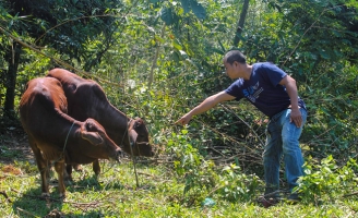 Tặng bò bị lở mồm long móng cho dân nghèo