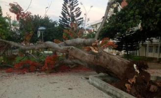 Thêm cây phượng vĩ cổ thụ trong trường học bật gốc trước giờ học sinh vào lớp