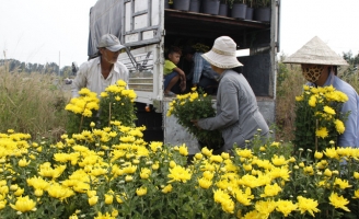 Thương lái đua nhau gom cúc, mào gà… ra chợ Tết
