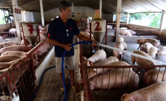Thương lái... lùng mua, giá heo tăng
