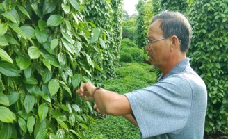 Tiêu rớt giá, nhà vườn và doanh nghiệp gặp khó