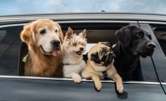 Tìm Nhà Cho “Boss” những thông điệp quý giá về tình cảm gia đình và cuộc sống