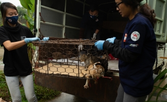 Tổ chức FOUR PAWS lần đầu tiên đóng cửa nhà hàng và lò mổ thịt mèo tại Việt Nam