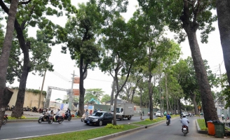TP.HCM chuẩn bị di dời, đốn hạ 123 cây xanh