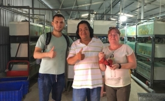 Trai Sài thành nuôi cá dĩa bán sang Tây, có cặp giá như vàng