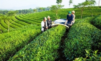 Trung Quốc mượn tên công ty Việt tranh mua trà ở Việt Nam