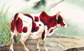 Tử vi tuổi Sửu năm 2021: Công danh sự nghiệp nhiều biến động và thách thức