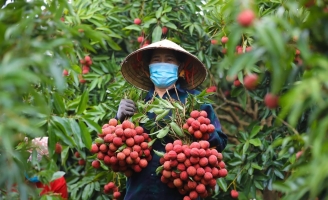 Vải thiều 2025 vào vụ sớm, sản lượng tăng mạnh, xuất khẩu rộng khắp