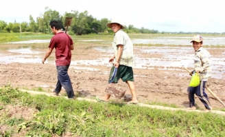 Về miền Tây mùa lũ, xem thợ săn chuột đồng hốt bạc
