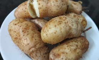 Việt Nam có một loại củ đầy lông, bổ ngang nhân sâm