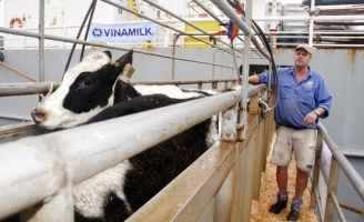 Vinamilk nhập thêm bò, hướng tới chủ động nguyên liệu