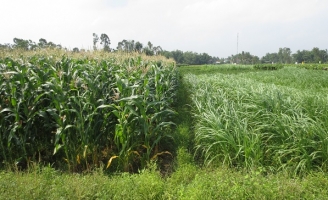 Xây dựng mô hình sản xuất nông nghiệp hiệu quả và bền vững